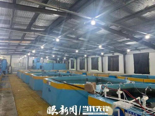 海虾也能在大山中生长 工厂化循环水养殖系统让养殖插上翅膀